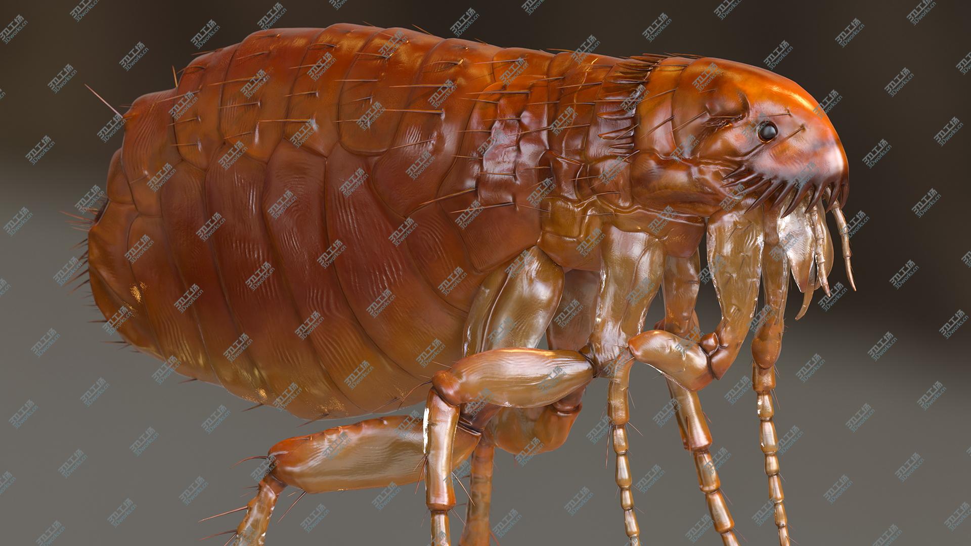 images/goods_img/202104093/3D model Flea Insect/4.jpg